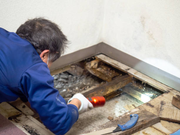 Best Certified Mold Removal  in Valley Park, MO