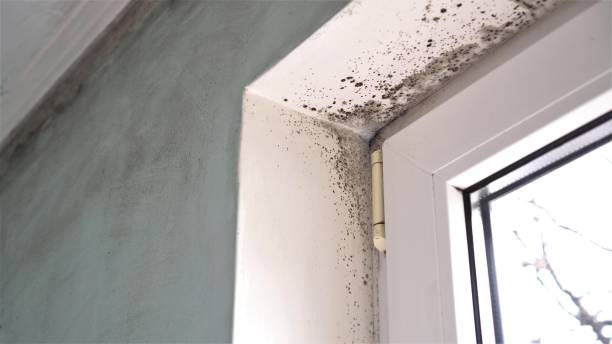 Best Crawl Space Mold Removal  in Valley Park, MO