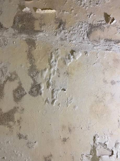 Best Local Mold Removal Service  in Valley Park, MO