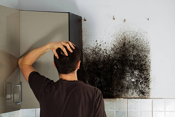 Best Mold Damage Repair  in Valley Park, MO