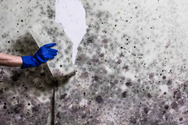 Attic Mold Removal in Valley Park, MO